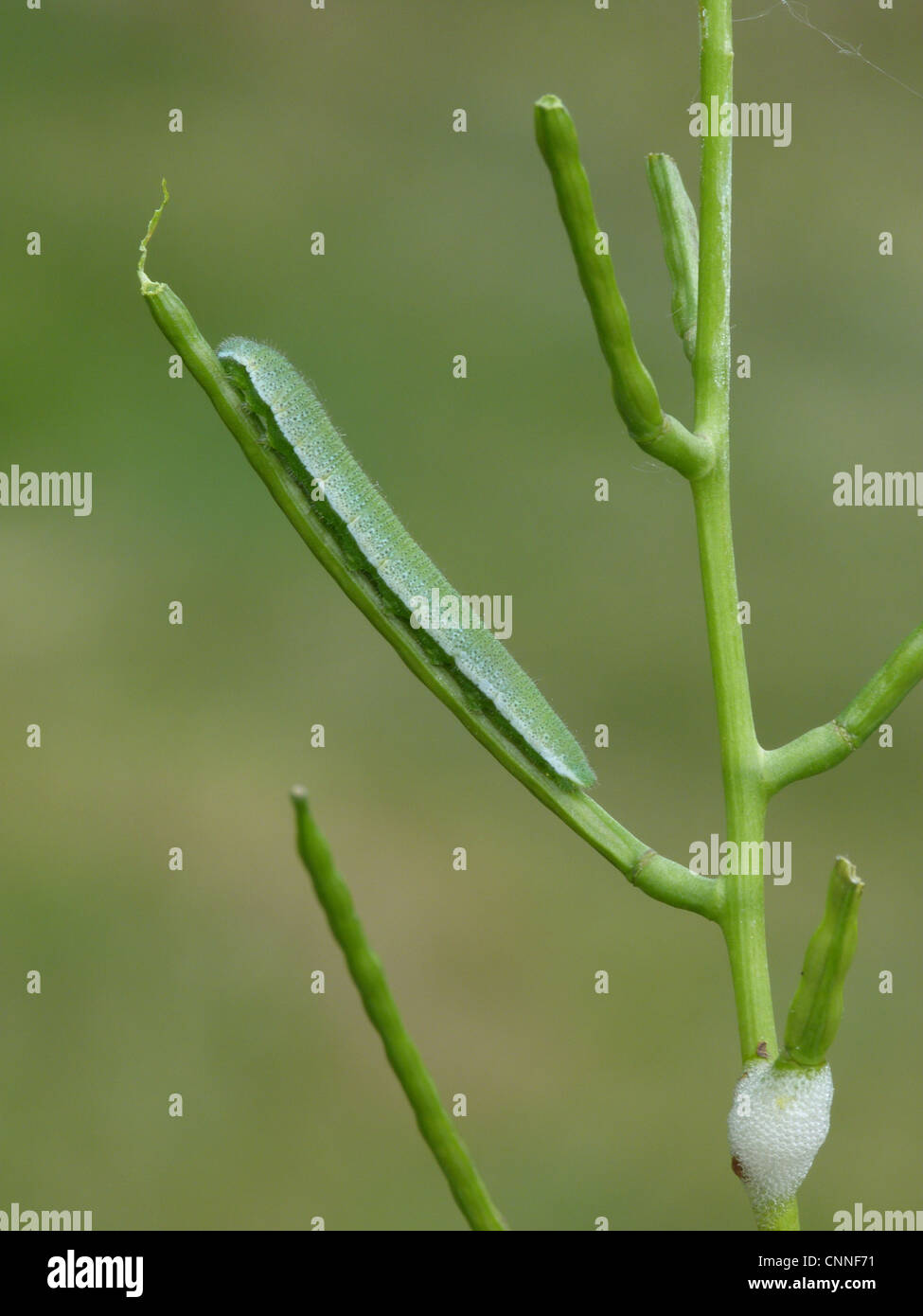 Orange-tip Butterfly Anthocharis cardamines alimentation caterpillar Alliaire Alliaria petiolata gousses jardin urbain Banque D'Images