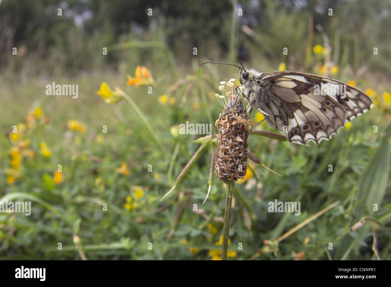 Blanc marbré (Melanargia galathea) adulte, reposant sur flowerhead, Warwickshire, Angleterre, juillet Banque D'Images