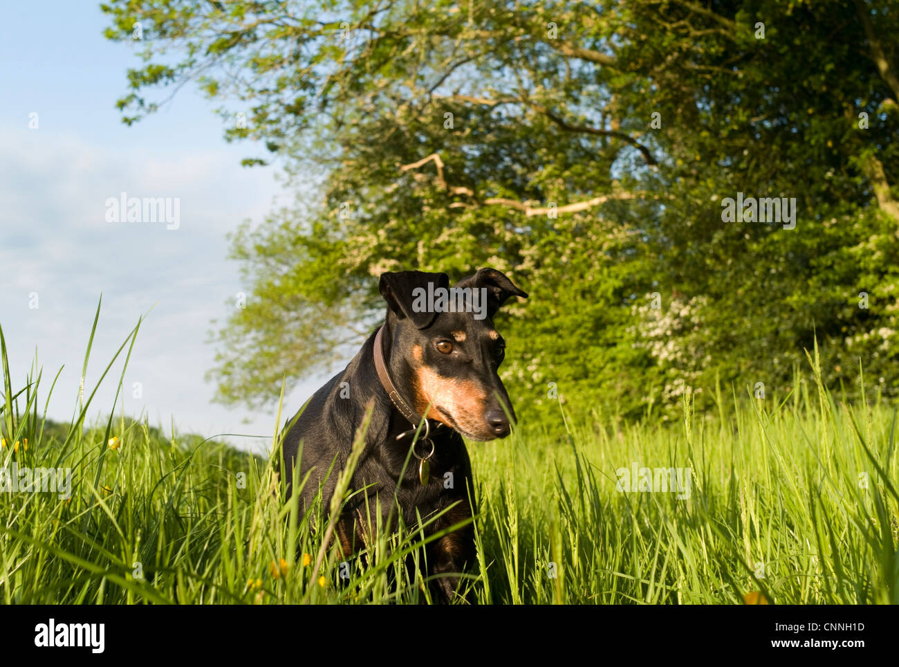 Dog walking in tall grass Banque D'Images