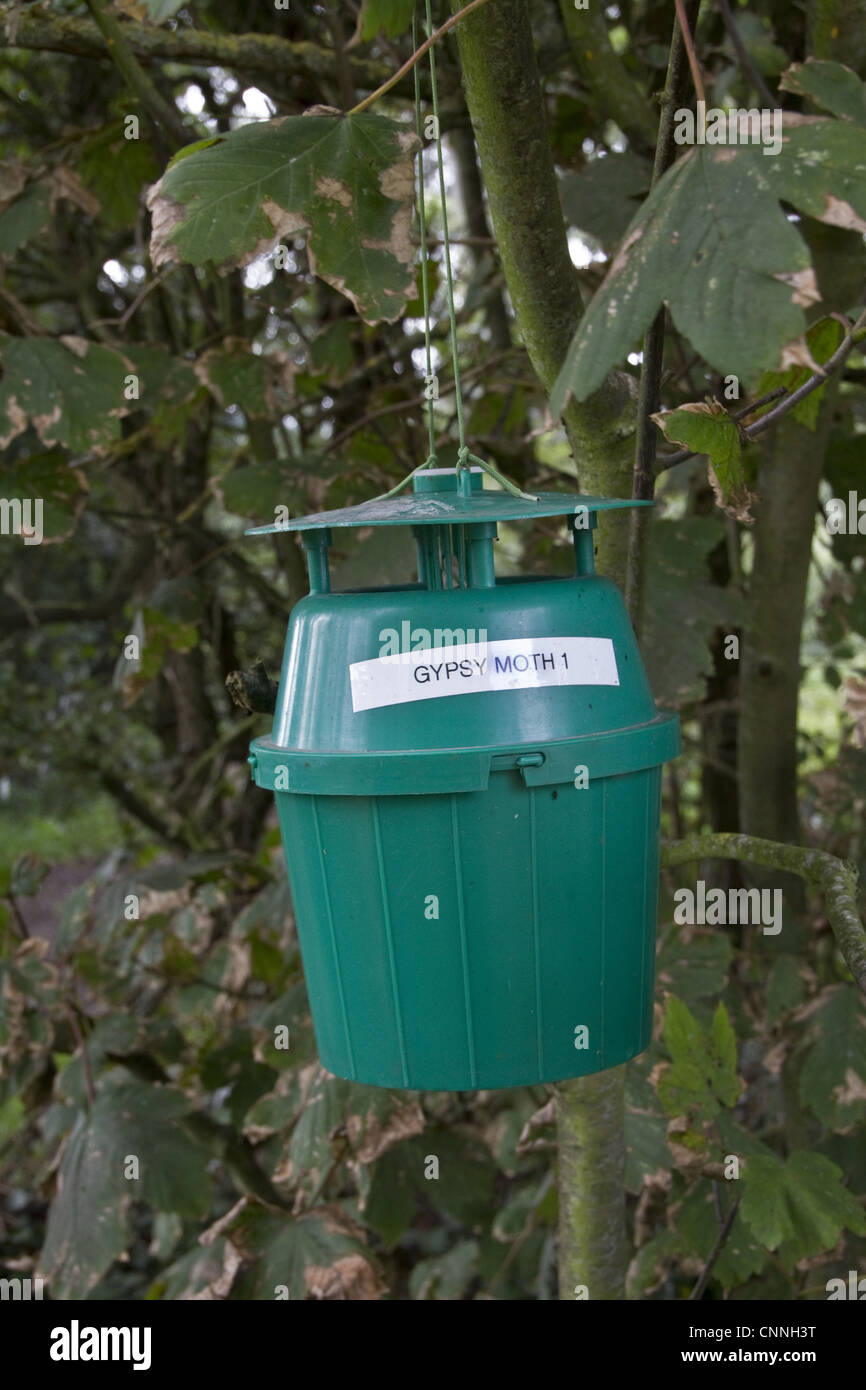 Piège spongieuse espèce nuisible arbres arbustes chênes préférence d'autres hôtes : charme bois de bouleau peuplier Banque D'Images