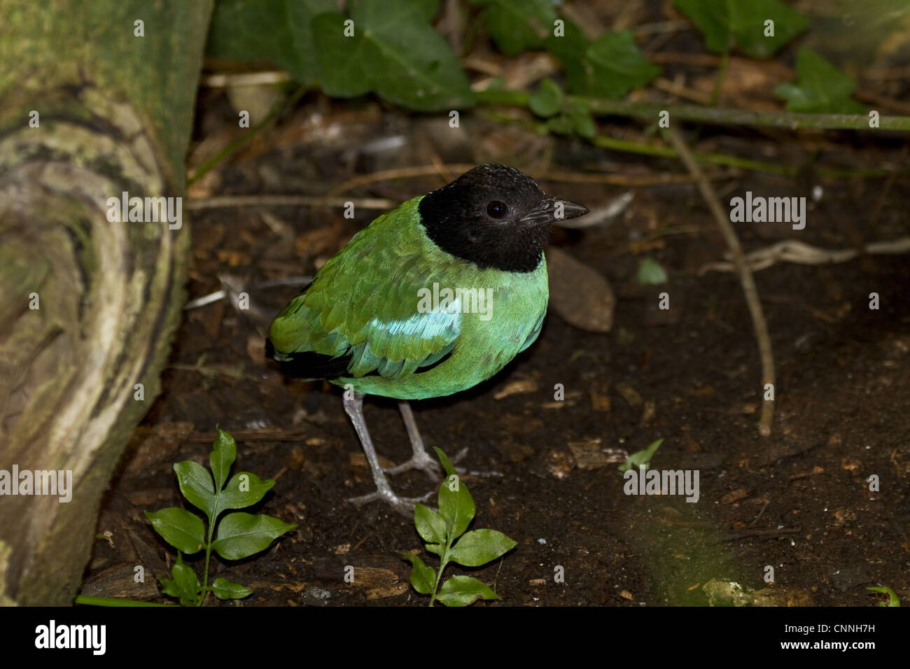 La Hooded Pitta Pitta sordida orientale commune Maritime du Sud-Est de l'Asie du sud-est où vit différents types de forêts Banque D'Images