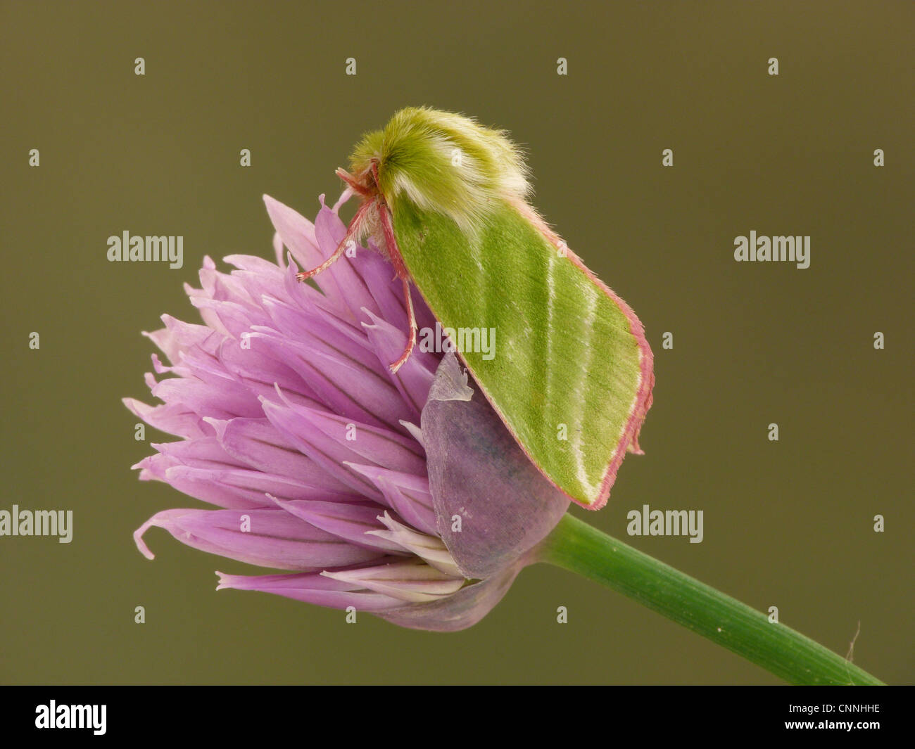 Argent vert-lines Pseudoips prasinana britannica repos mâles adultes Ciboulette Allium schoenoprasum jardin fleuri Leicestershire Banque D'Images