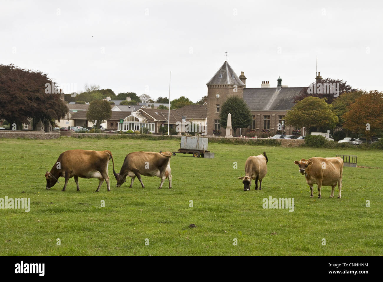 Vaches de Jersey sur Jersey, Channel Islands, Banque D'Images