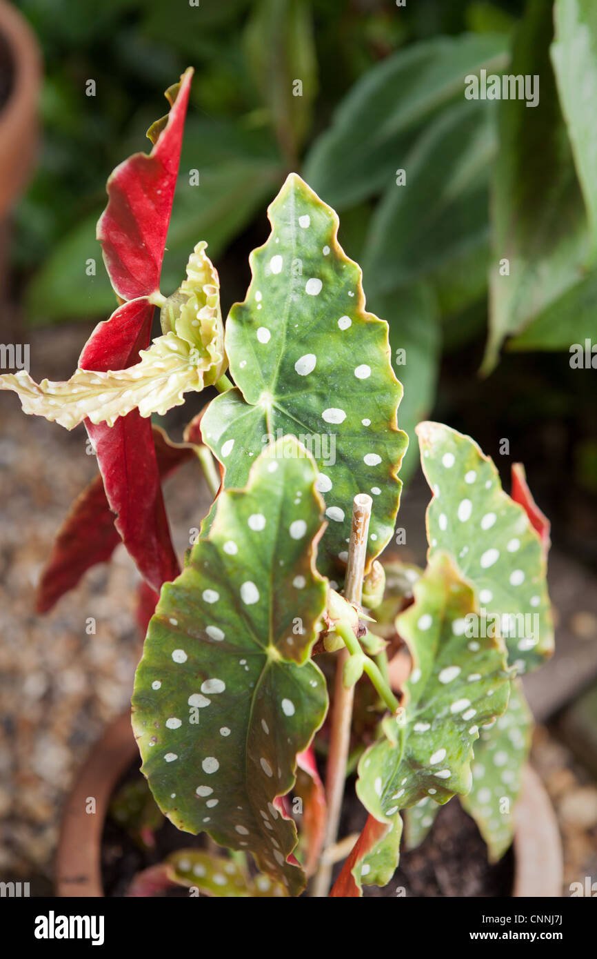 Begonia maculata 'Wightii' Banque D'Images