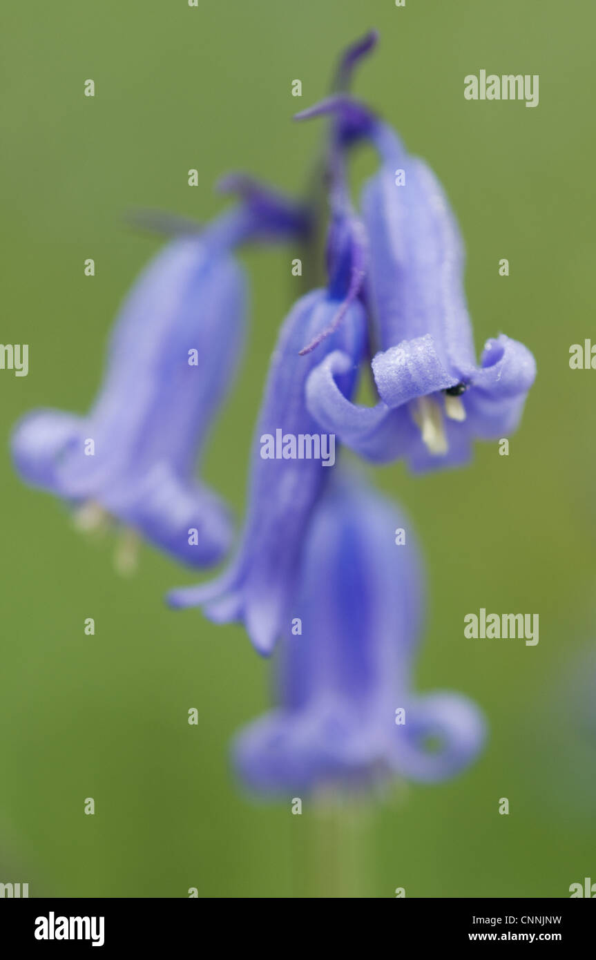 (Bluebell Endymion non-scriptus) gros plan de fleur, Kent, Angleterre, mai Banque D'Images
