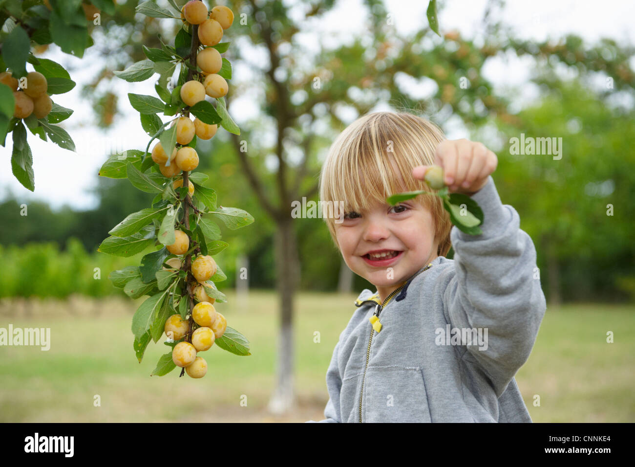 Boy picking fruit arbre coupé Banque D'Images