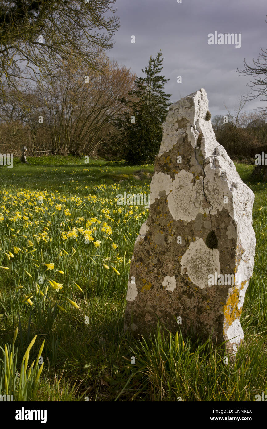 Jonquille Narcissus pseudonarcissus floraison sauvage de plus en plus de masse vieux cimetière couvert de lichens pierre tombale Holwell North Dorset Banque D'Images