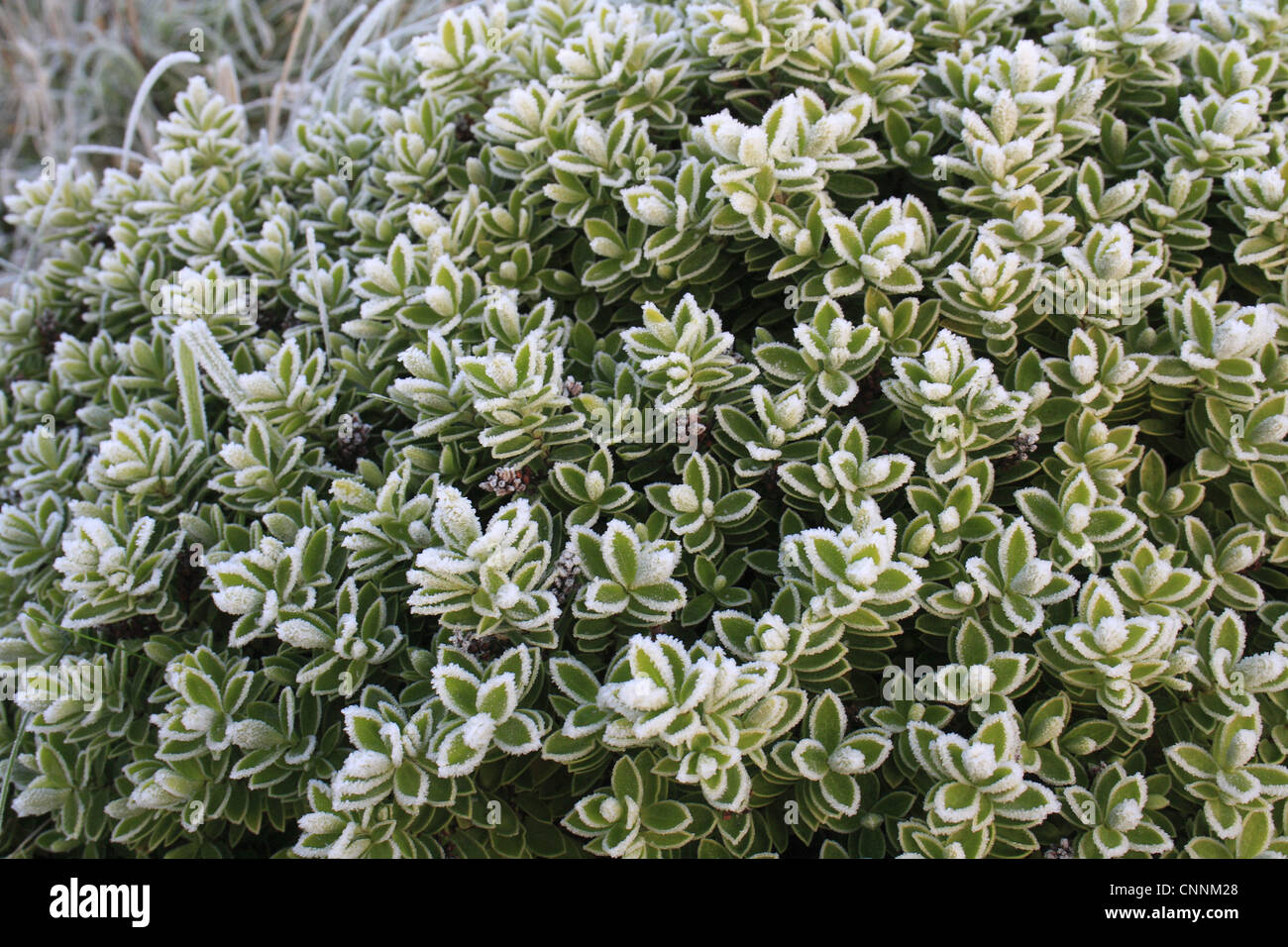 Hebe cultivées (Hebe sp.) close-up of frost couverts de feuilles, en jardin à l'aube, Suffolk, Angleterre, novembre Banque D'Images