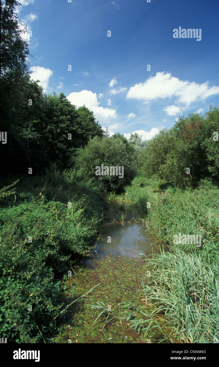 Conservation - Réserves - Peu d'Ouse River en bordure de Thelnetham Fen, Suffolk Wildlife Trust Banque D'Images