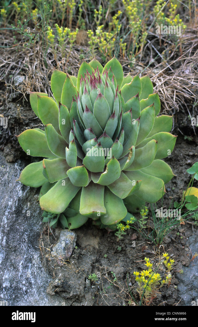 Common Houseleek Sempervivum tectorum) (close-up of plant, Italie Banque D'Images