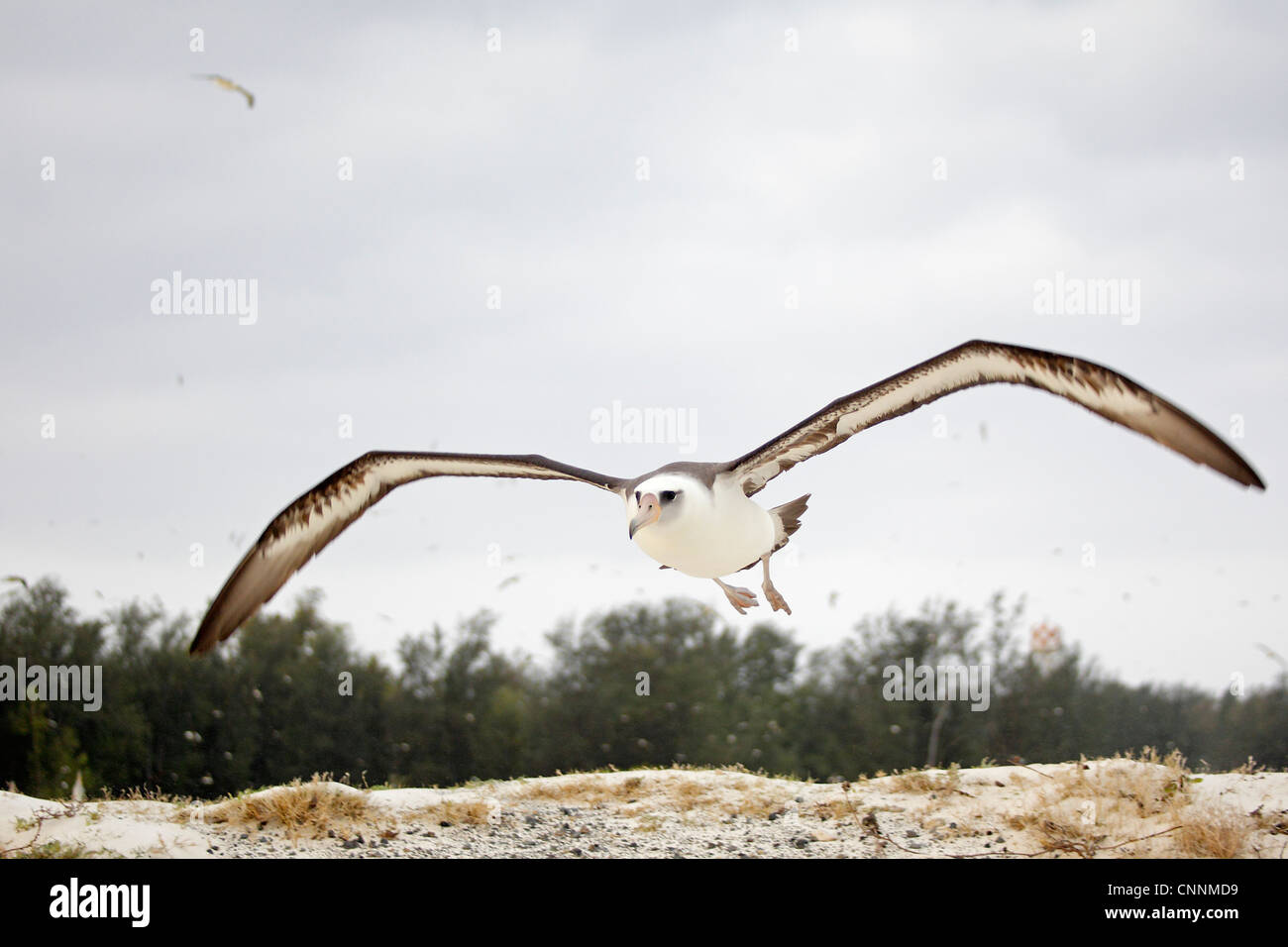 Albatross taking flight Banque de photographies et d'images à haute  résolution - Alamy
