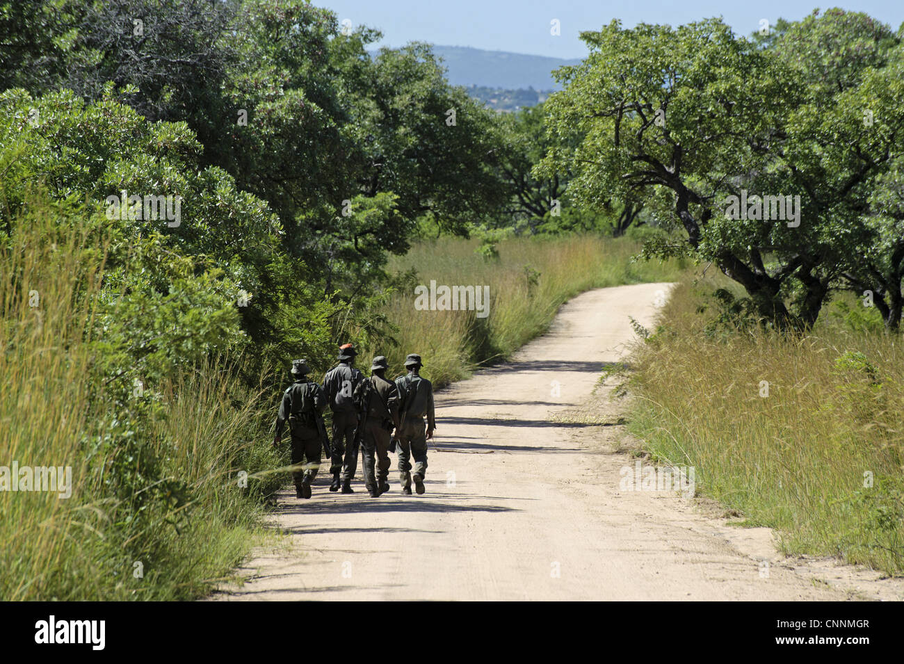Les gardes-chasse armés marcher le long de la voie, N.P., Kruger Mpumalanga, Afrique du Sud Banque D'Images