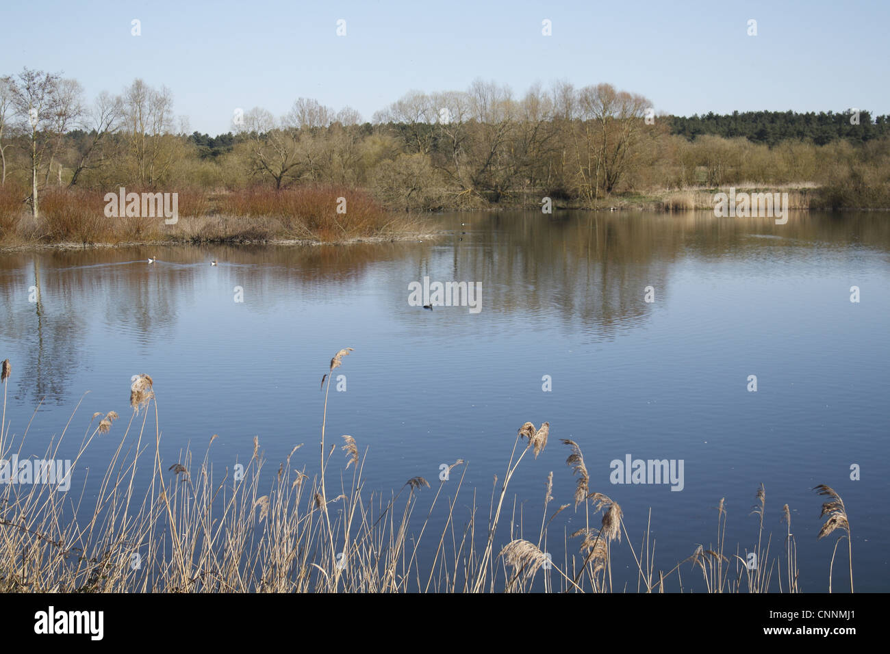 Vue de l'ancien habitat inondé de gravier, Slough, Lackford Lacs Nature Reserve, Suffolk, Angleterre, Mars Banque D'Images