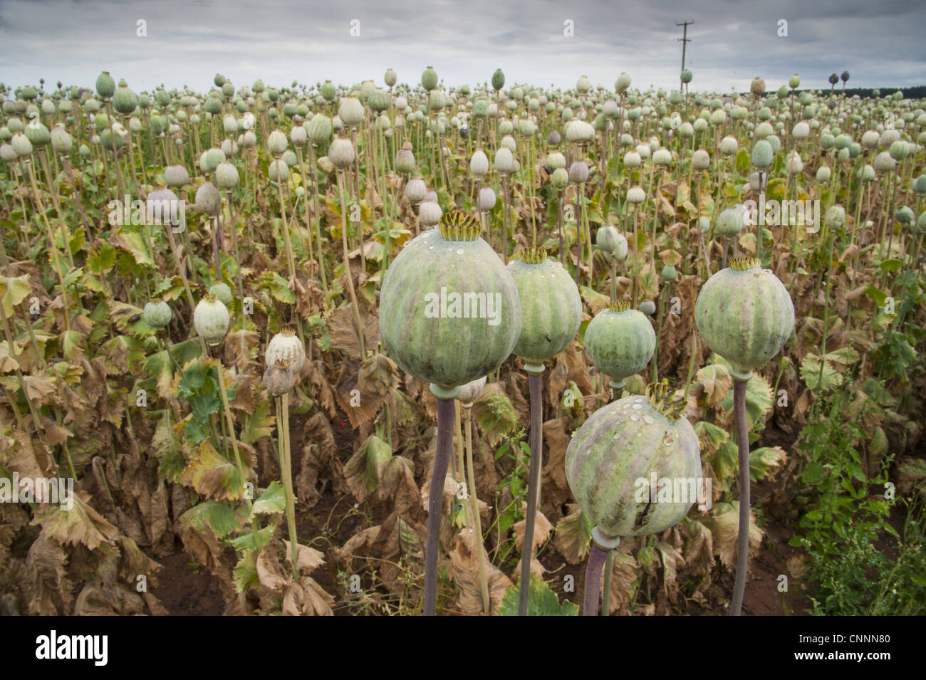 La culture du pavot à opium Papaver somniferum gousses growing in field médecine cultivées commercialement Sheriffhales Shropshire Angleterre août Banque D'Images