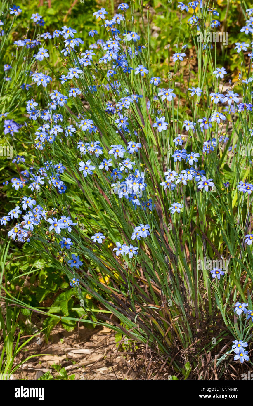 Western Blue-eyed grass Sisyrinchium bellum Los Angeles, California, United States 6 avril Iridaceae Banque D'Images