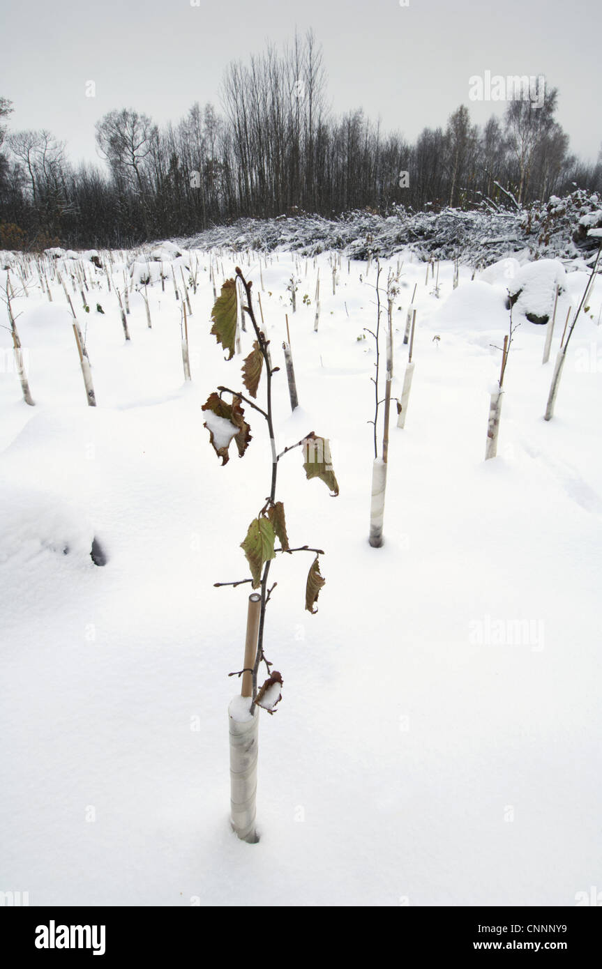 La plantation d'espèces indigènes d'arbres couverts de neige forestiers du bois taillis Cromer Nature Réserver Kent Kent Wildlife Trust en Angleterre Banque D'Images