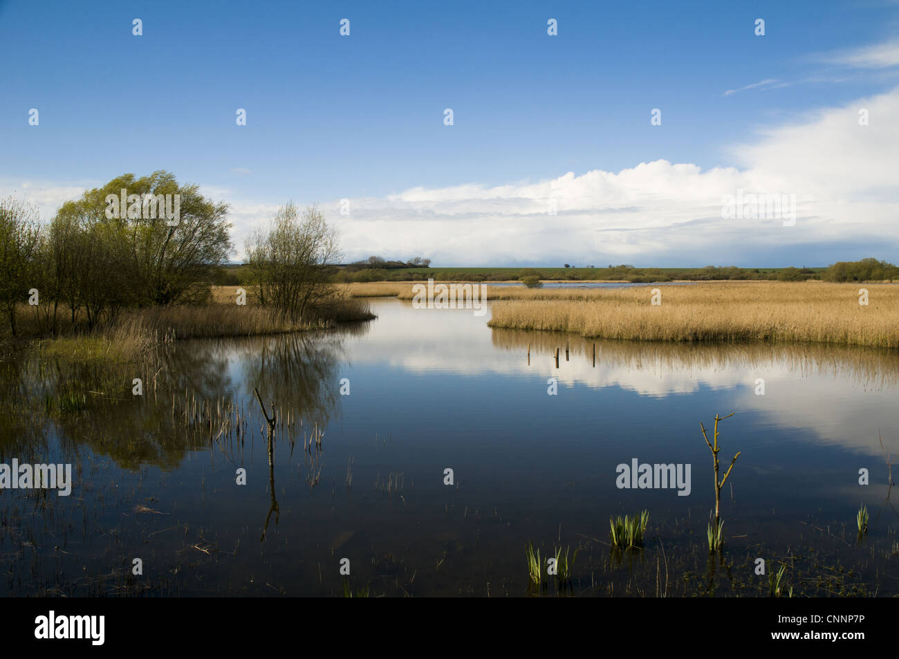 Vue de l'habitat des milieux humides avec de l'eau libre et de roselières, Stodmarsh N.N.R., Kent, Angleterre, avril Banque D'Images