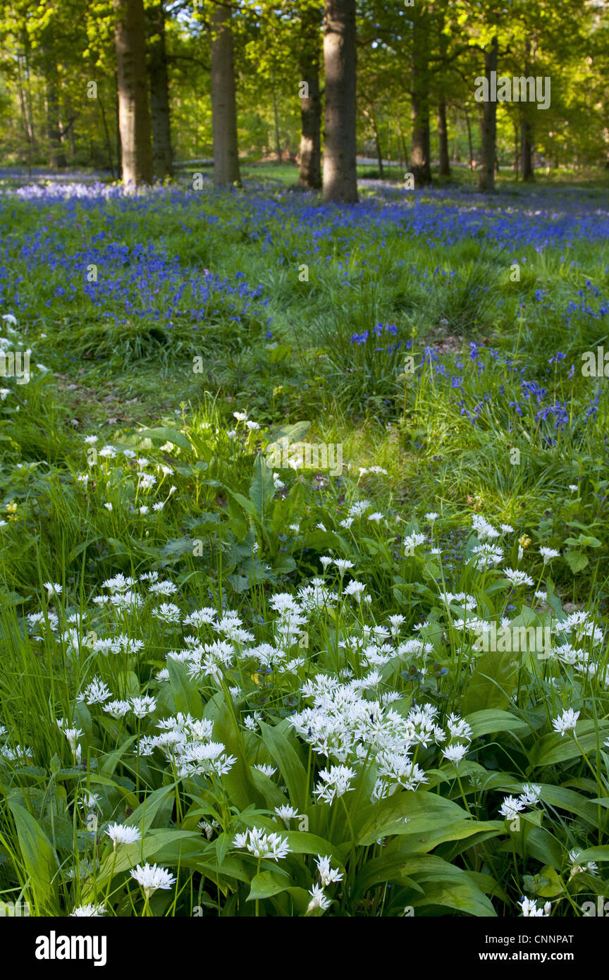 Ramsons (Allium ursinum) et Bluebell (Endymion non-scriptus) floraison, en habitat boisé, Norfolk, Angleterre, mai Banque D'Images