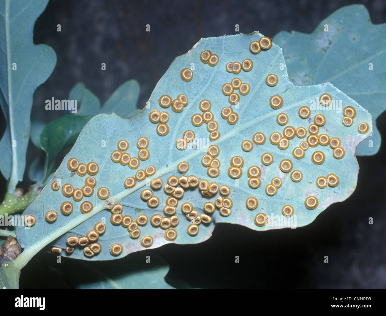 Spangle Gall (Neuroterus numismalis) sur la face inférieure de feuilles de chêne Banque D'Images