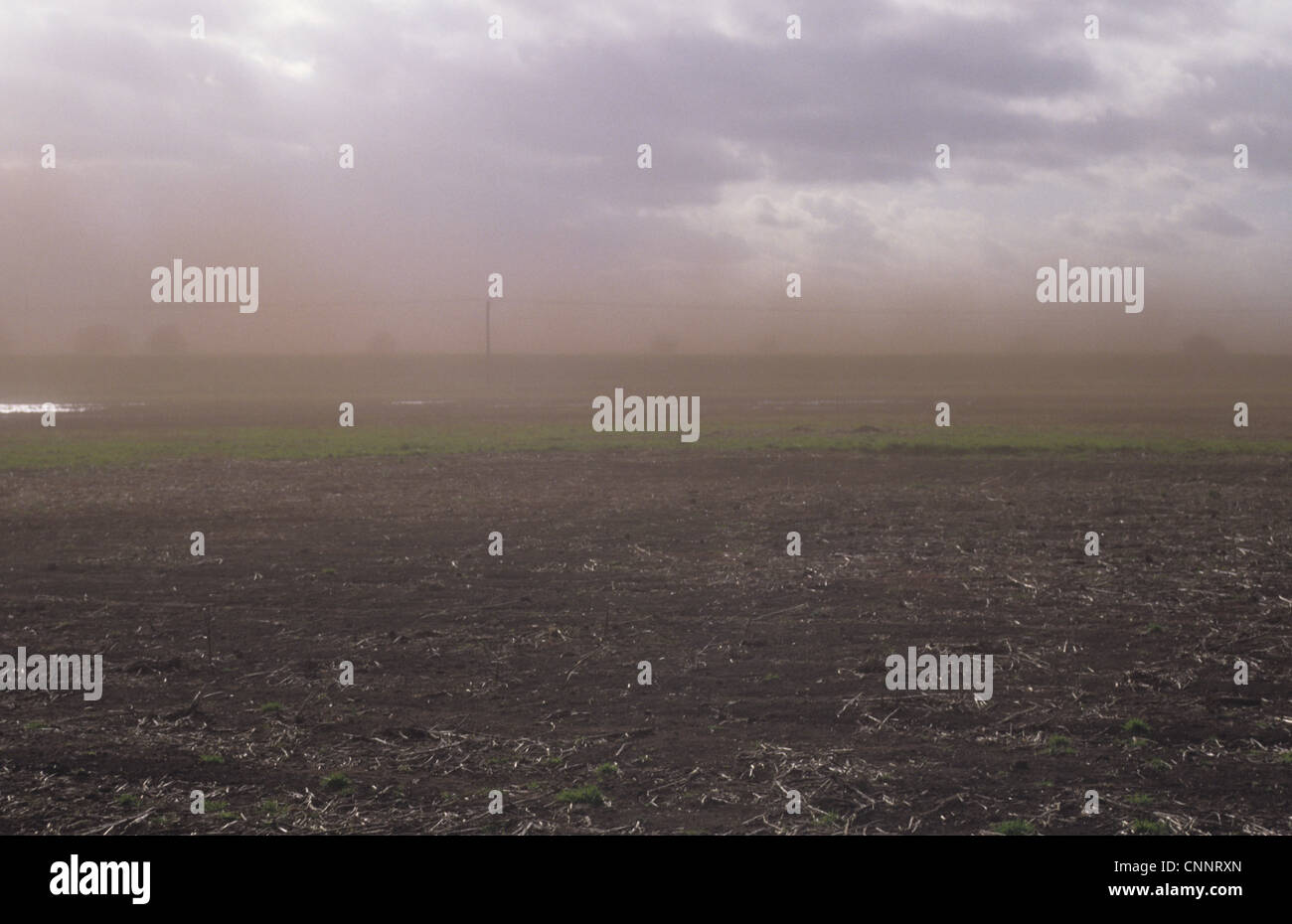 L'éruption sur la tourbe non cultivés en fen fort vent, séchage / Bardney Nocton Fen, Lincolnshire, Angleterre, février Banque D'Images