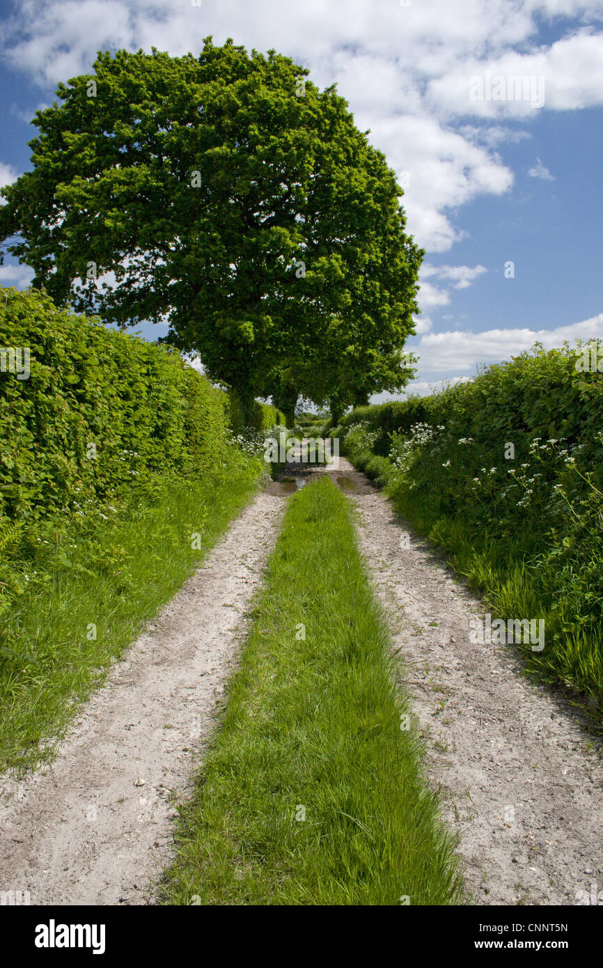 Les haies et la voie sud, Harting, West Sussex, Angleterre, mai Banque D'Images