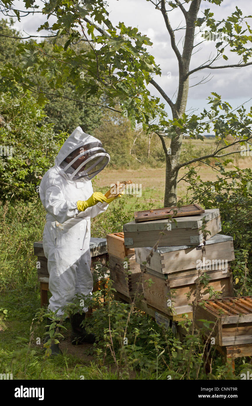 De l'apiculture, apiculteur inspectant'abeille à miel (Apis mellifera), les travailleurs sur le bâti à partir de la ruche, Suffolk, Angleterre, septembre Banque D'Images