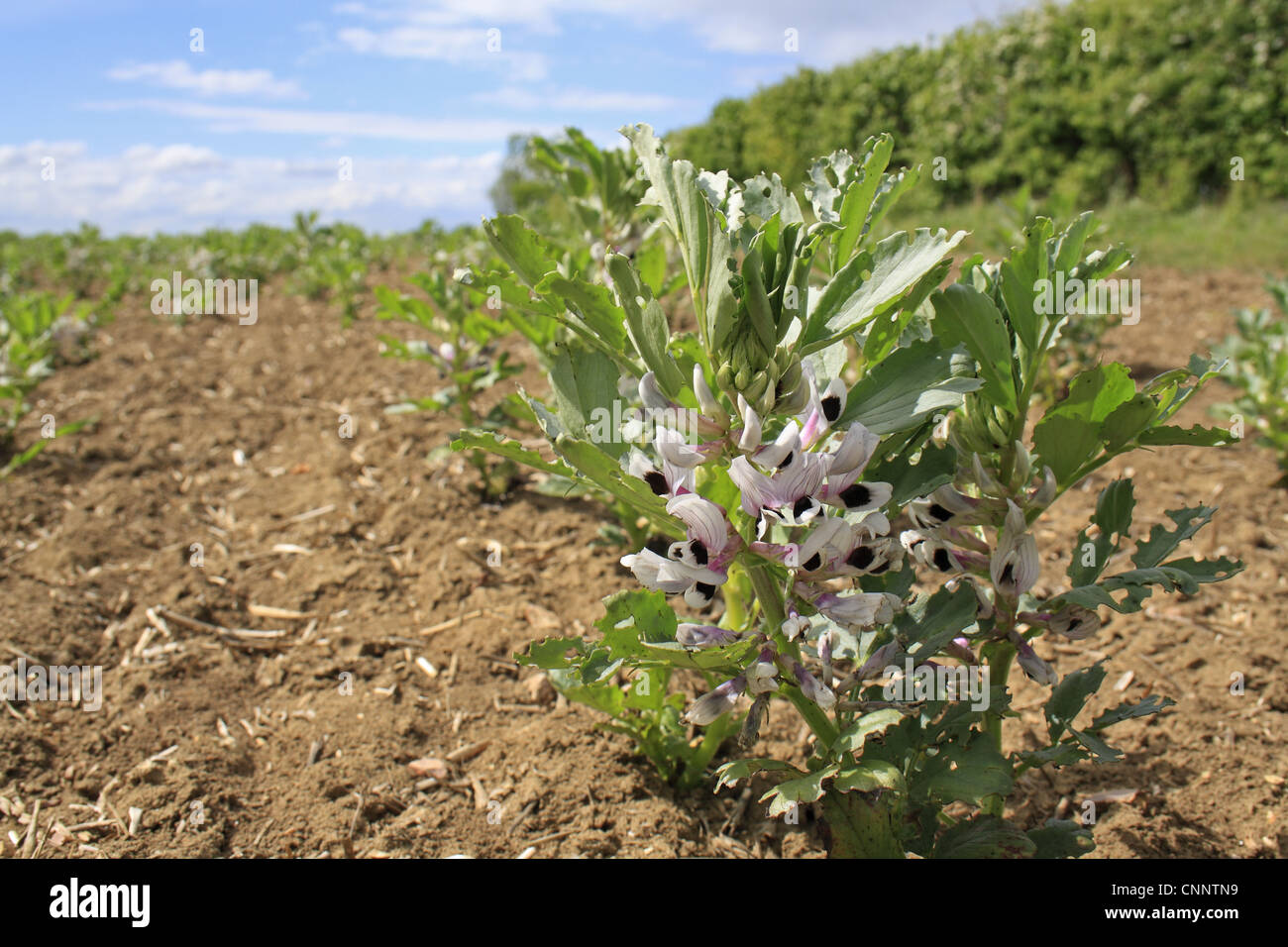 Féverole (Vicia faba) la floraison, la croissance des cultures jeunes en champ, Bacton, Suffolk, Angleterre, mai Banque D'Images