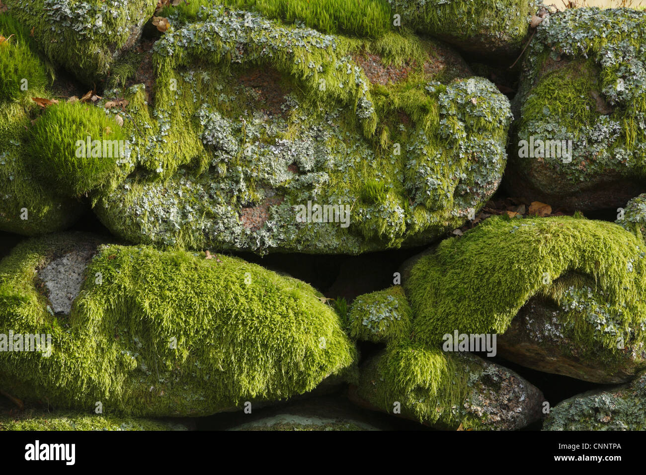 Mousses lichens couvrant les murs de granit pierres mur Muir Dinnet, réserve naturelle nationale Deeside Aberdeenshire Ecosse Banque D'Images