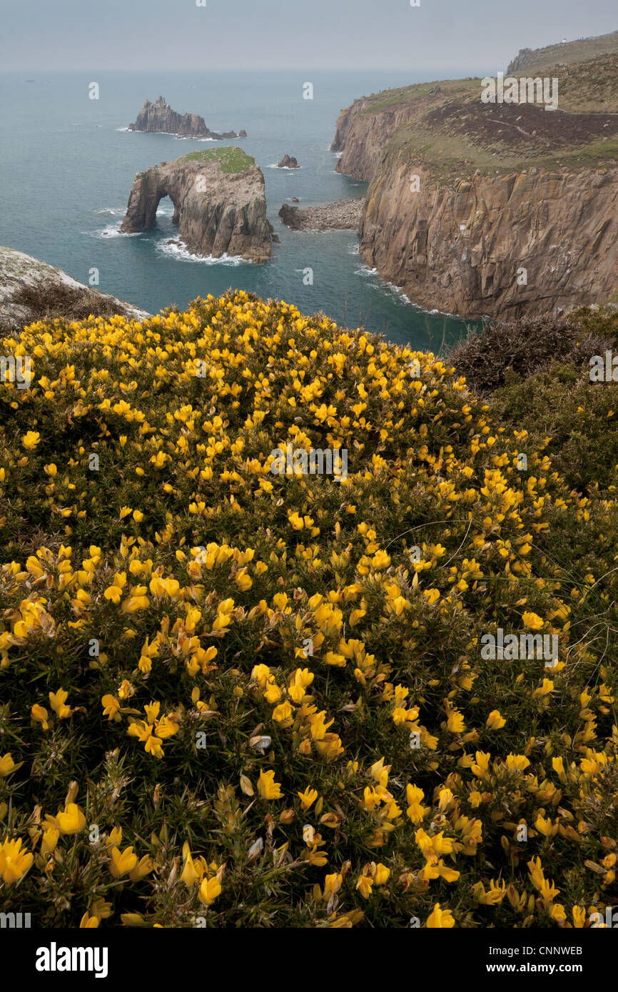 L'ajonc commun (Ulex europaeus) floraison, croissant sur la falaise avec vue sur la mer, la distance de passage de Land's End, Cornwall, Angleterre, Mars Banque D'Images