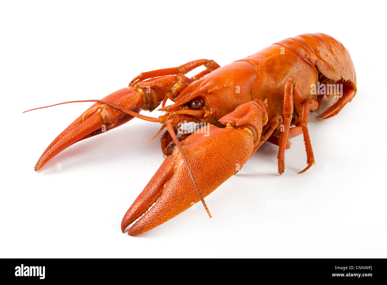 La langouste bouillie sur un fond blanc Banque D'Images