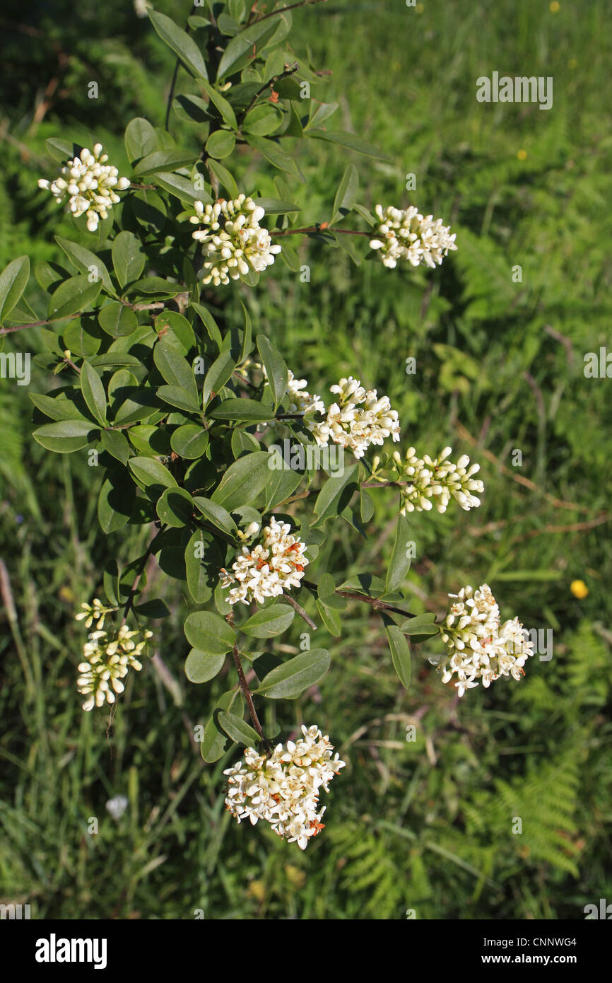Troène Ligustrum vulgare sauvage close-up fleurs feuilles de la vallée de plus en plus réserver Weston Weston Marché Marché Fen peu Ouse Banque D'Images
