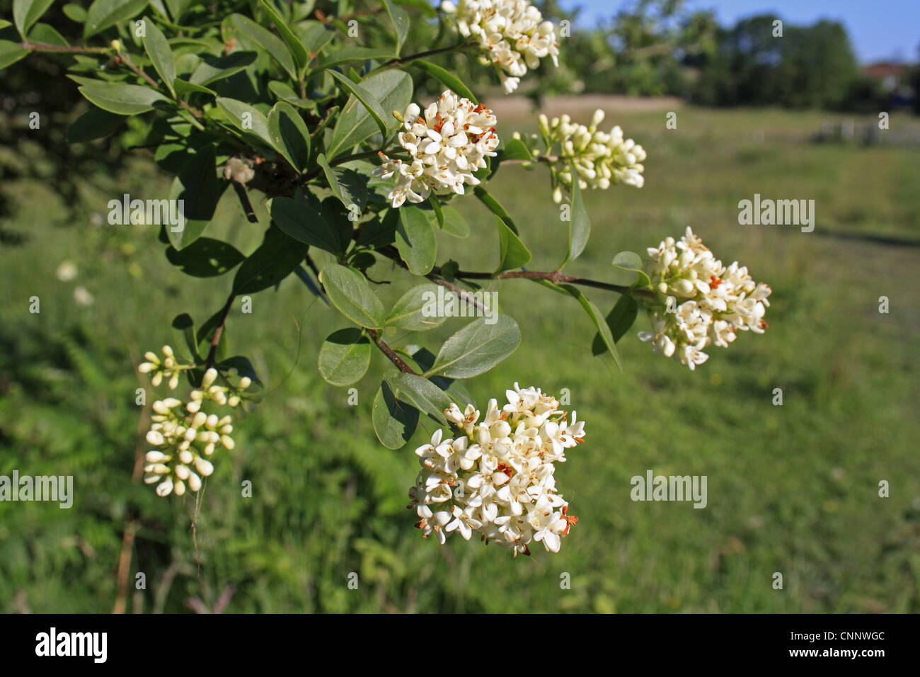 Troène Ligustrum vulgare sauvage close-up fleurs feuilles de la vallée de plus en plus réserver Weston Weston Marché Marché Fen peu Ouse Banque D'Images