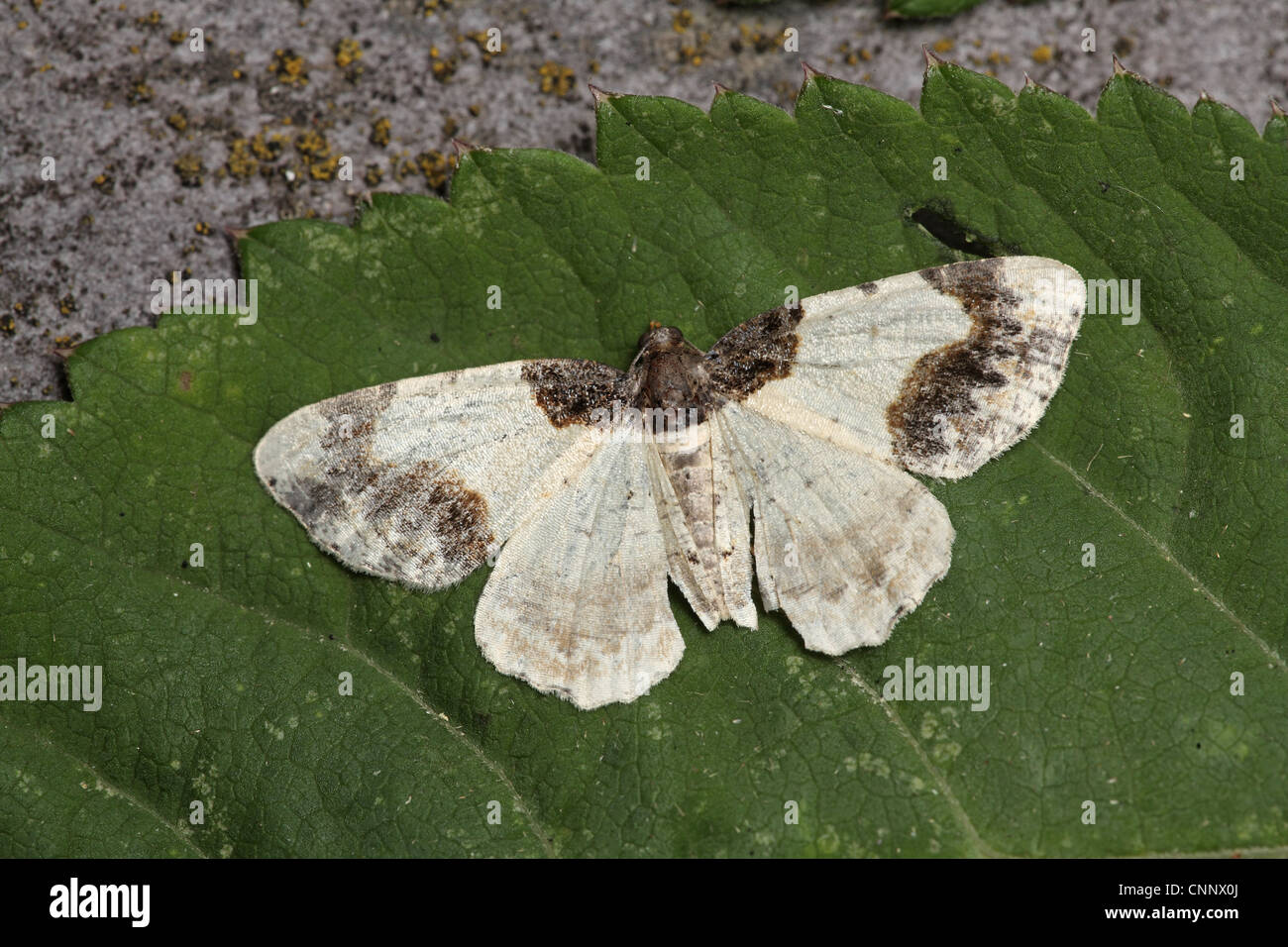 Ligdia adjustata brûlée, tapis Banque D'Images