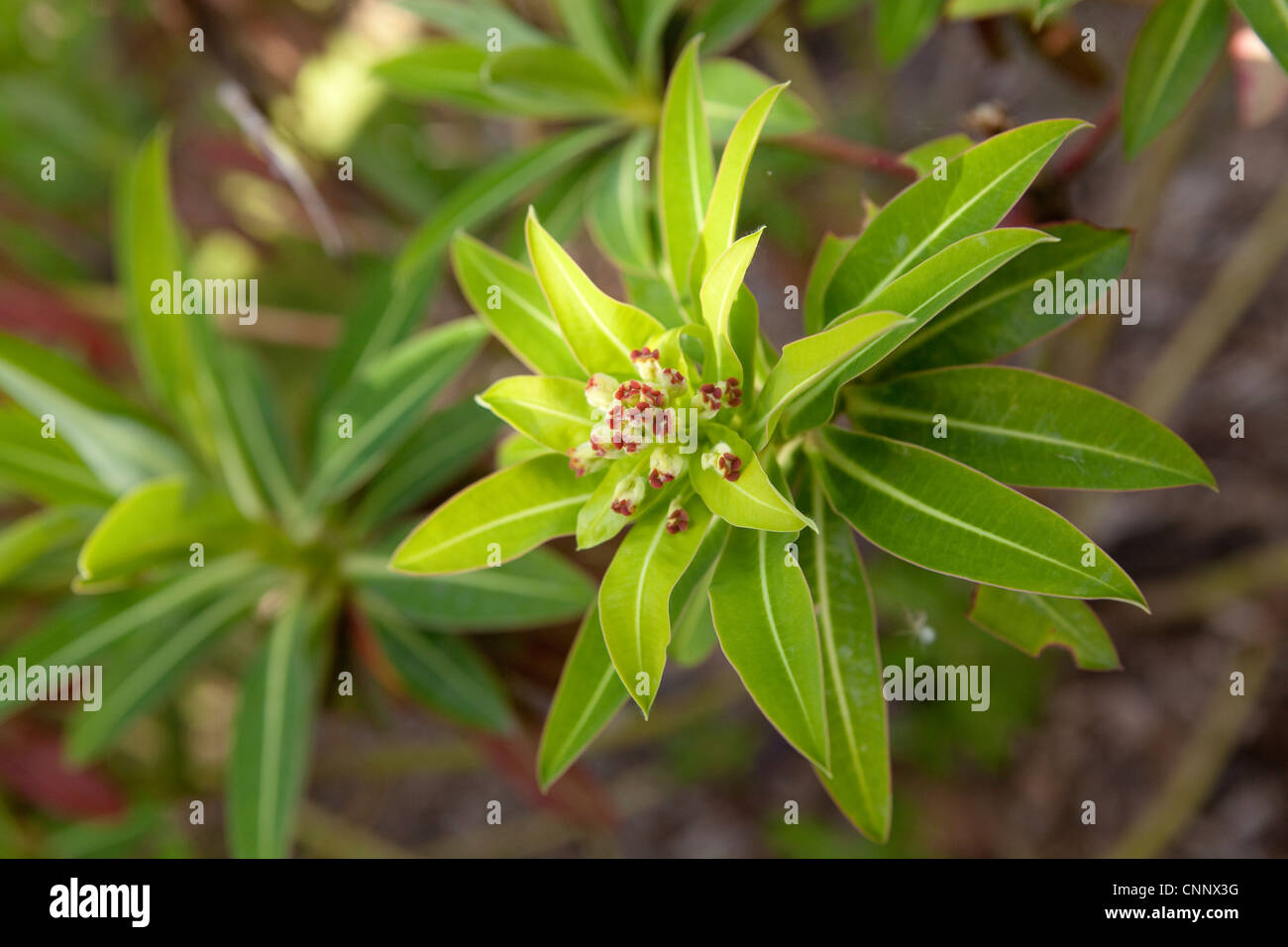 L'euphorbe ésule Euphorbia mellifera - miel Banque D'Images