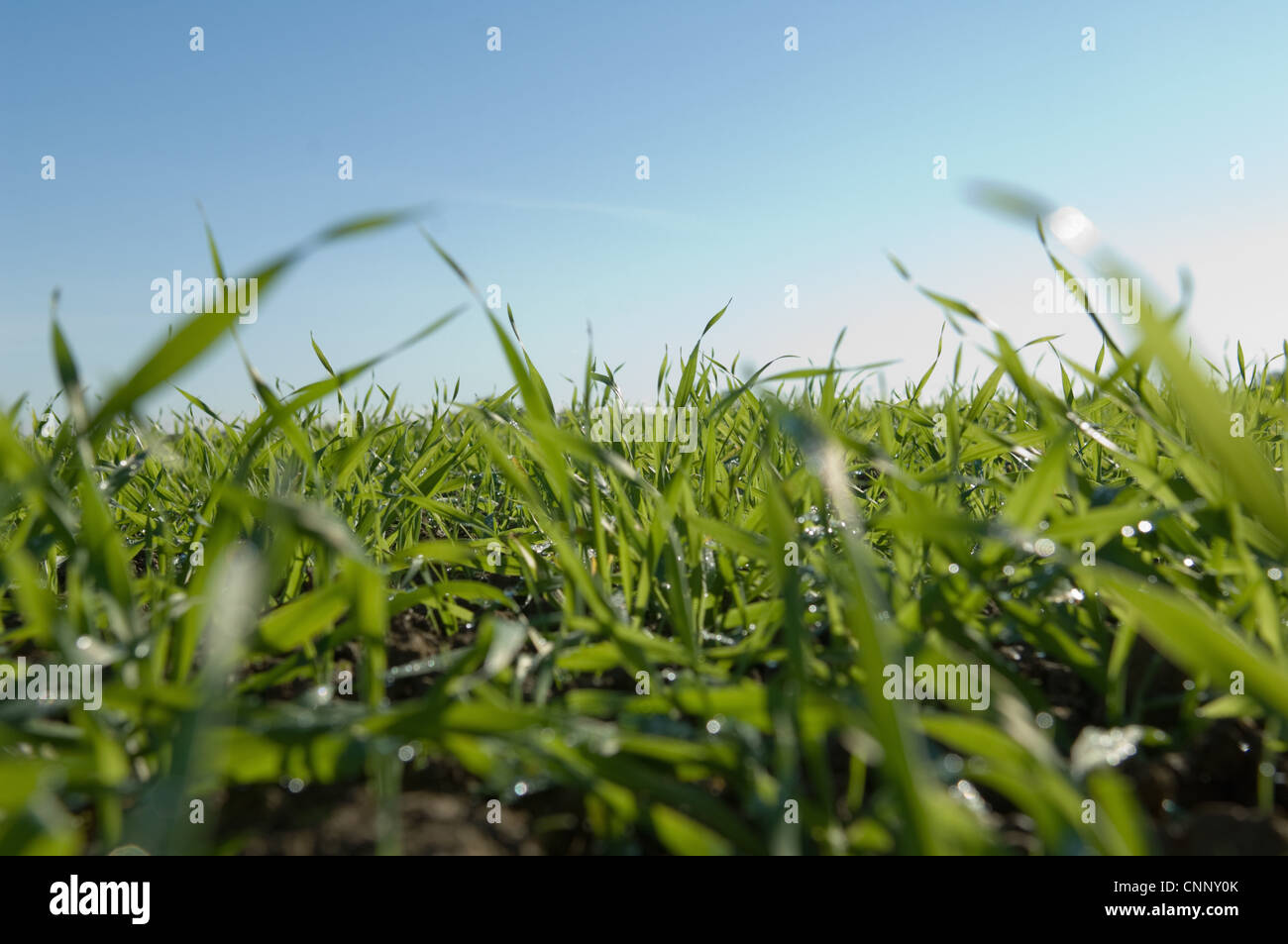 Close up of tall grass in field Banque D'Images