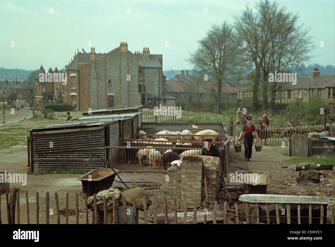 L'élevage de porcs, la Grande-Bretagne, l'élevage des cochons de guerre dans la région du Nord, blitzed Londres, Angleterre, avril l944 Banque D'Images