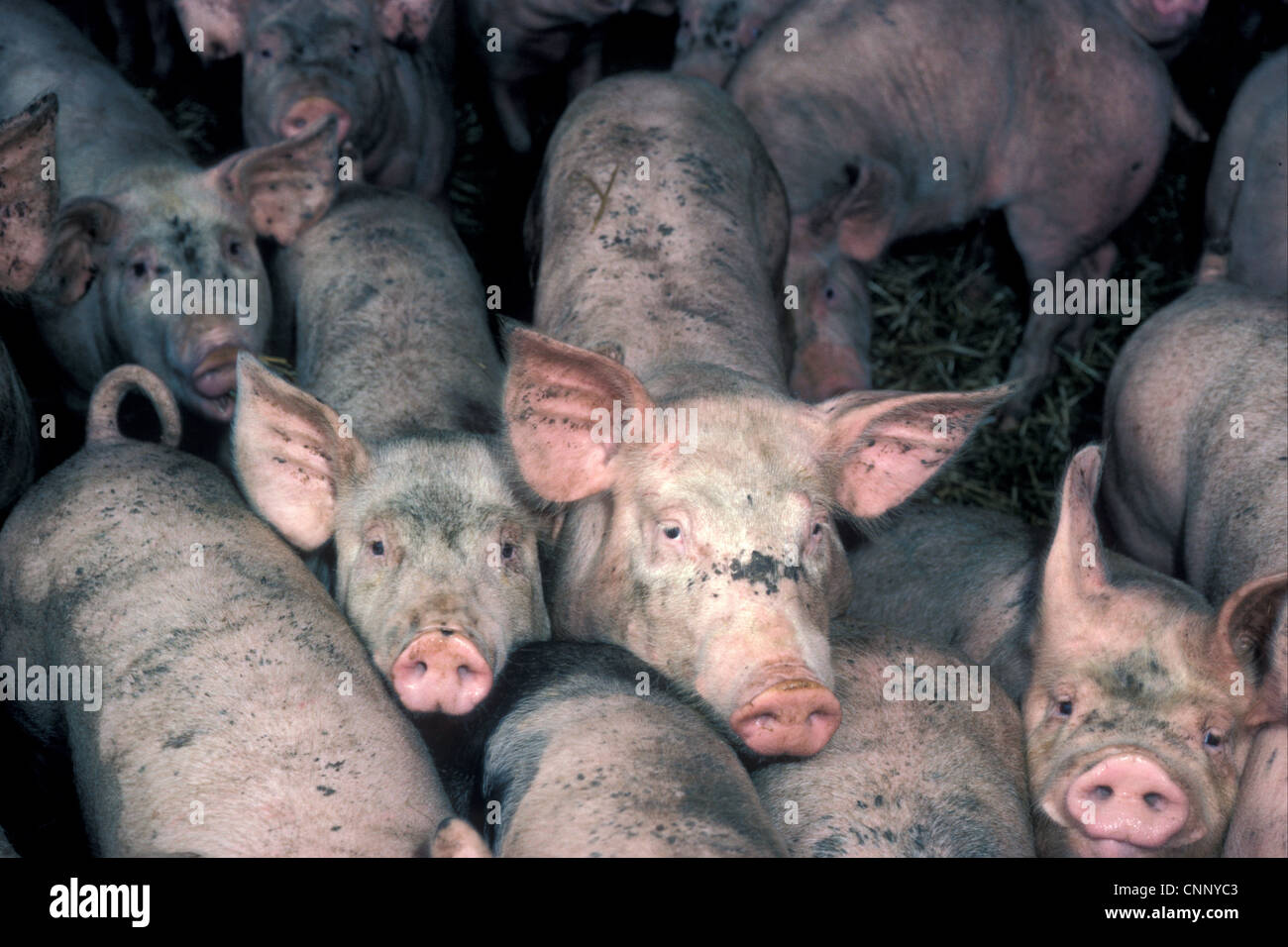Agriculture - Les porcs jeunes porcs en porcherie Banque D'Images
