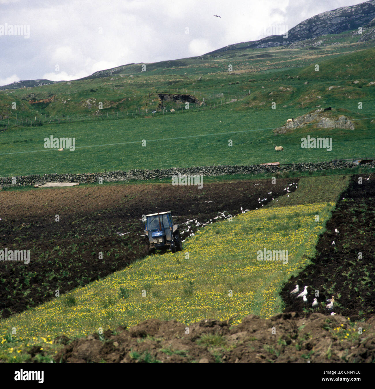 - Labourage Agriculture cultiver des terres marginales hill sur Islay, Ecosse Banque D'Images