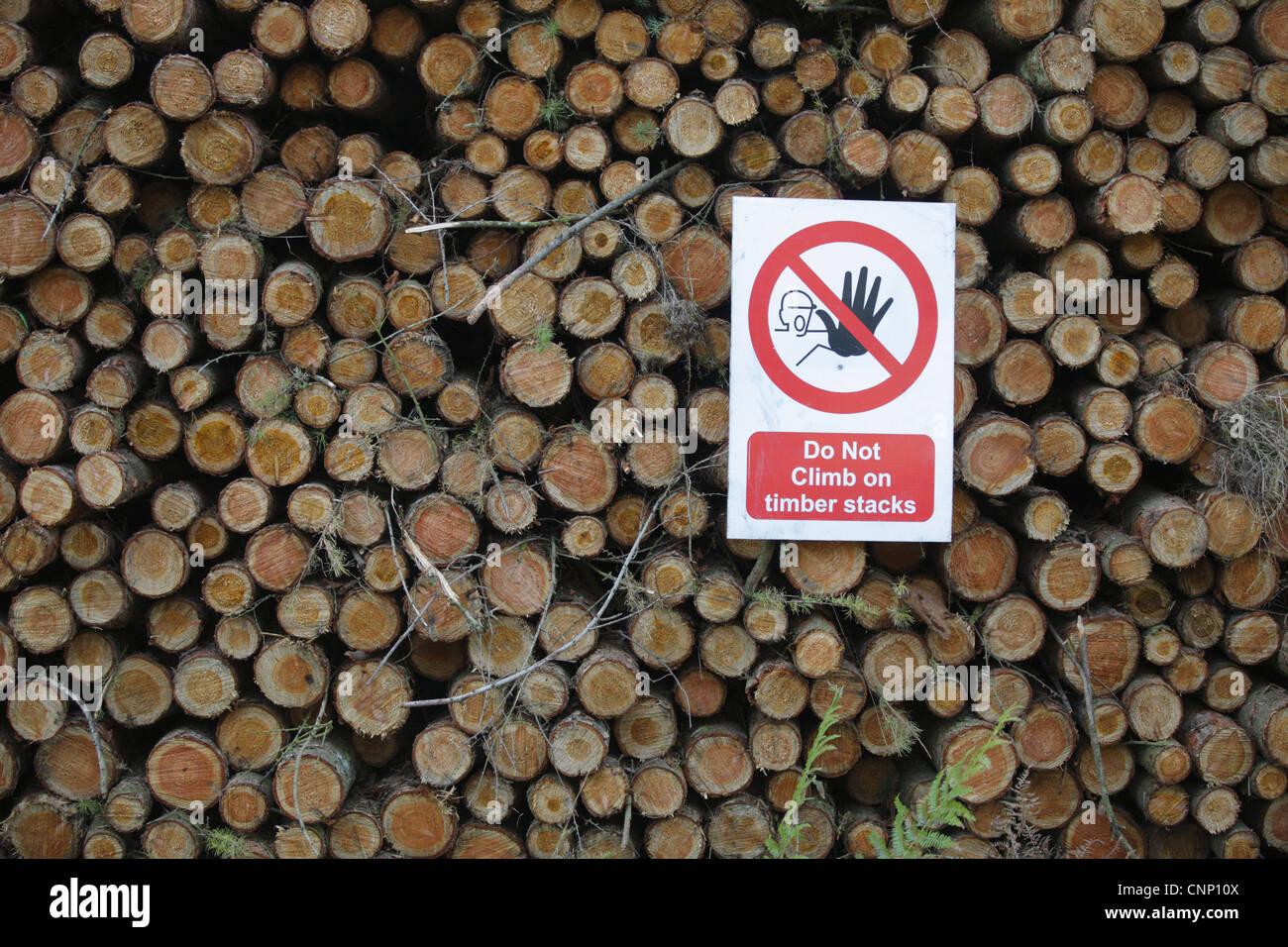 Ne pas monter sur des piles de bois panneau d'avertissement sur la pile de journaux, forêt de Dean, Gloucestershire, Angleterre, septembre Banque D'Images