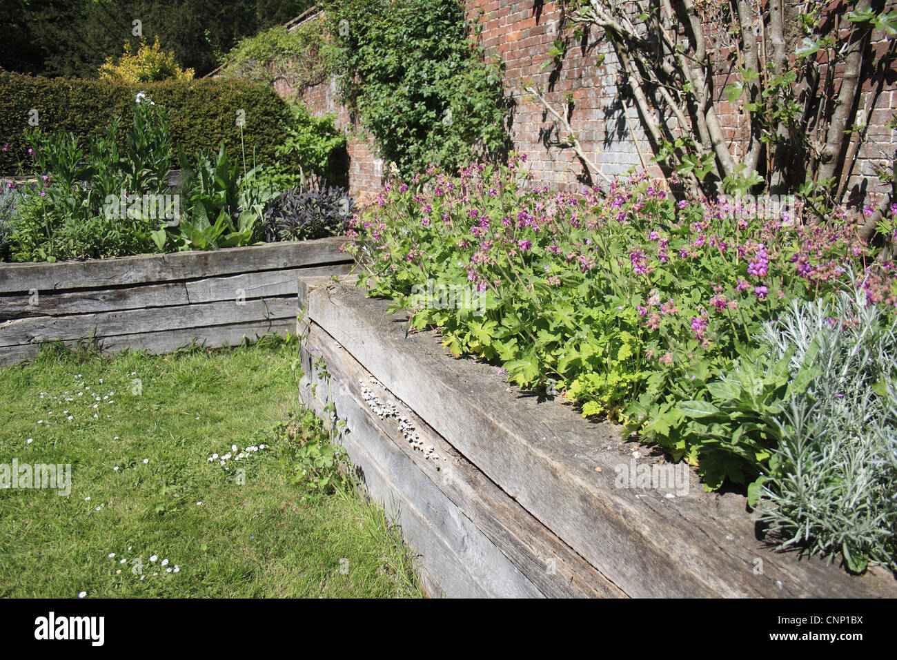 Jardin des herbes poussant dans des lits surélevés à côté jardin clos, Thornham Estate, Thornham Magna, Suffolk, Angleterre, mai Banque D'Images