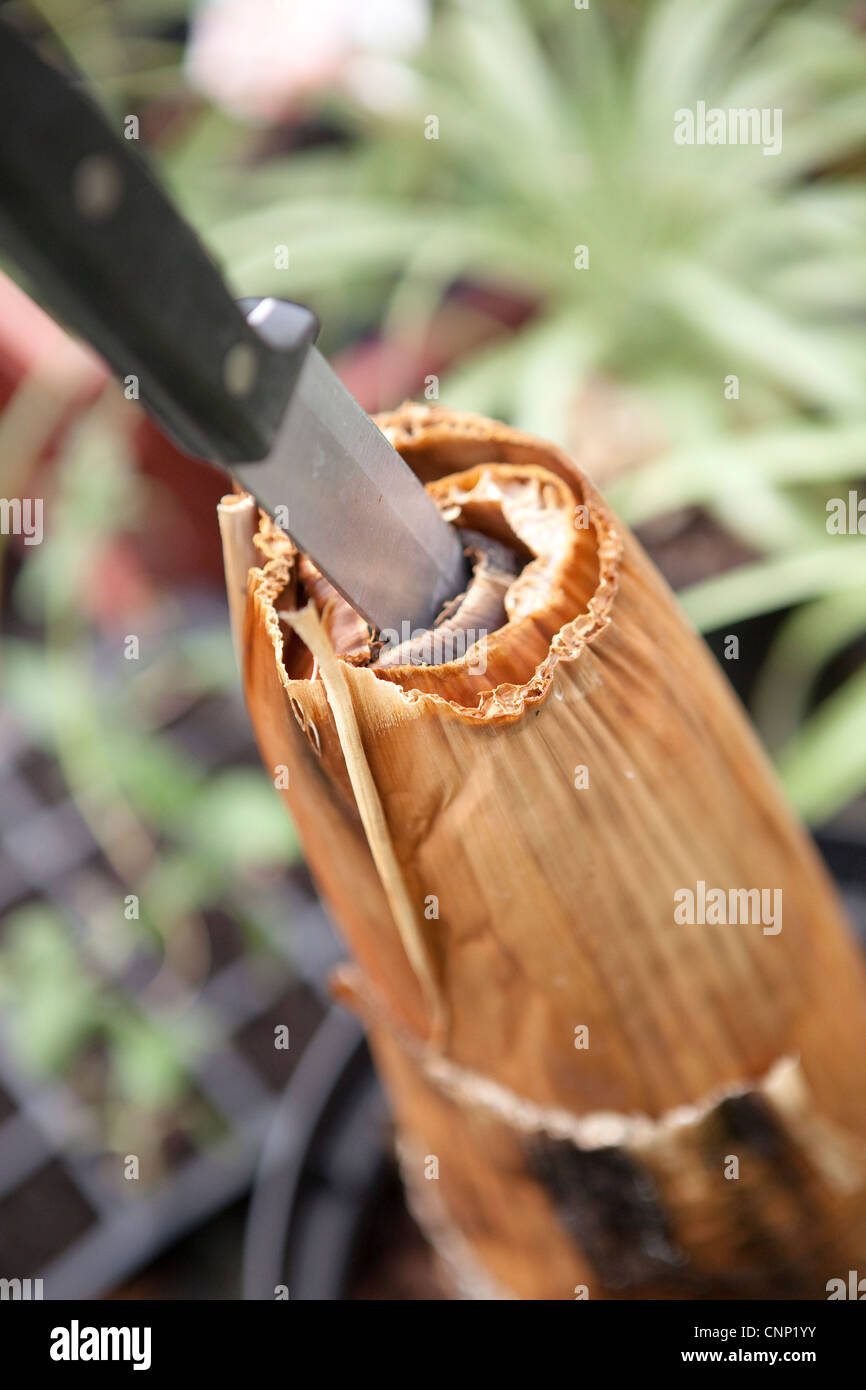 Dead banana tige avec un couteau dans ce Banque D'Images