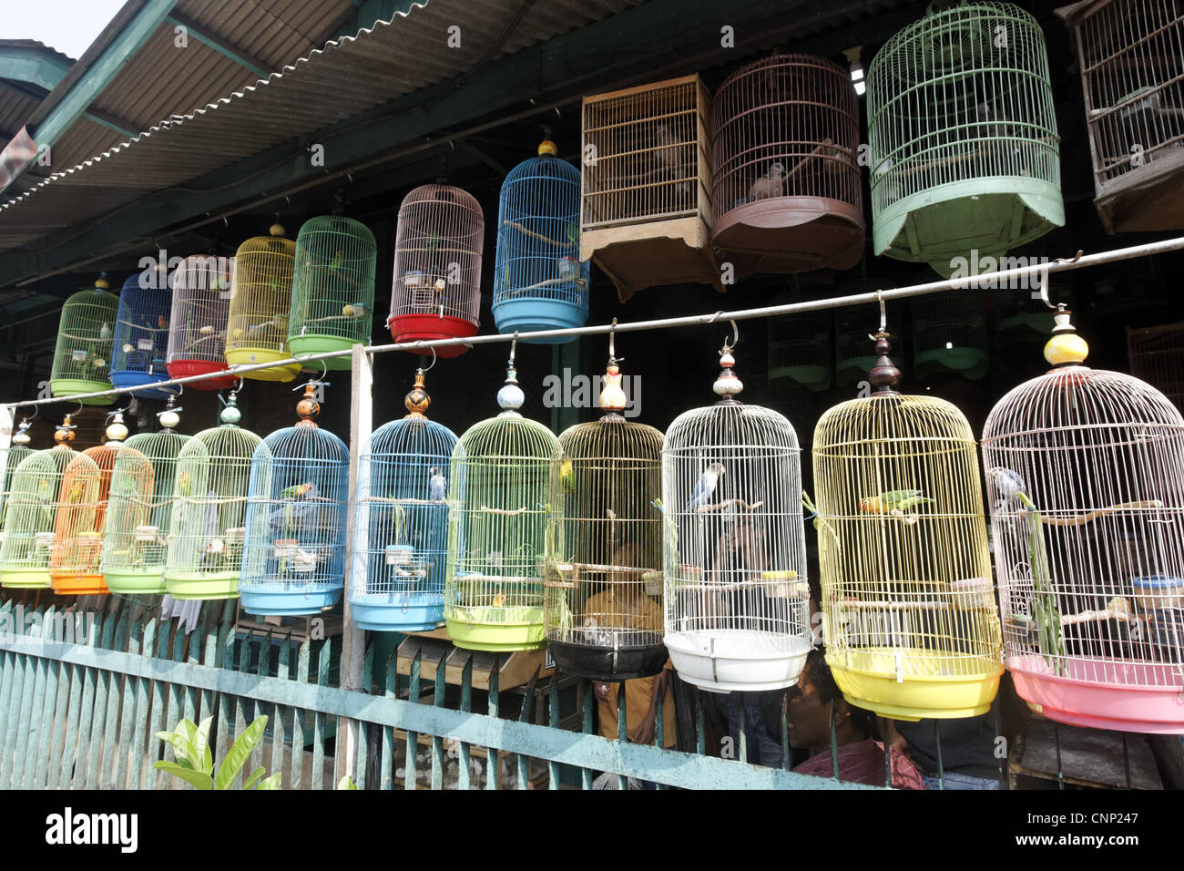 Les inséparables dans les cages à vendre au marché, marché aux oiseaux de Pramuka, Jakarta, Java, Indonésie, Mars Banque D'Images