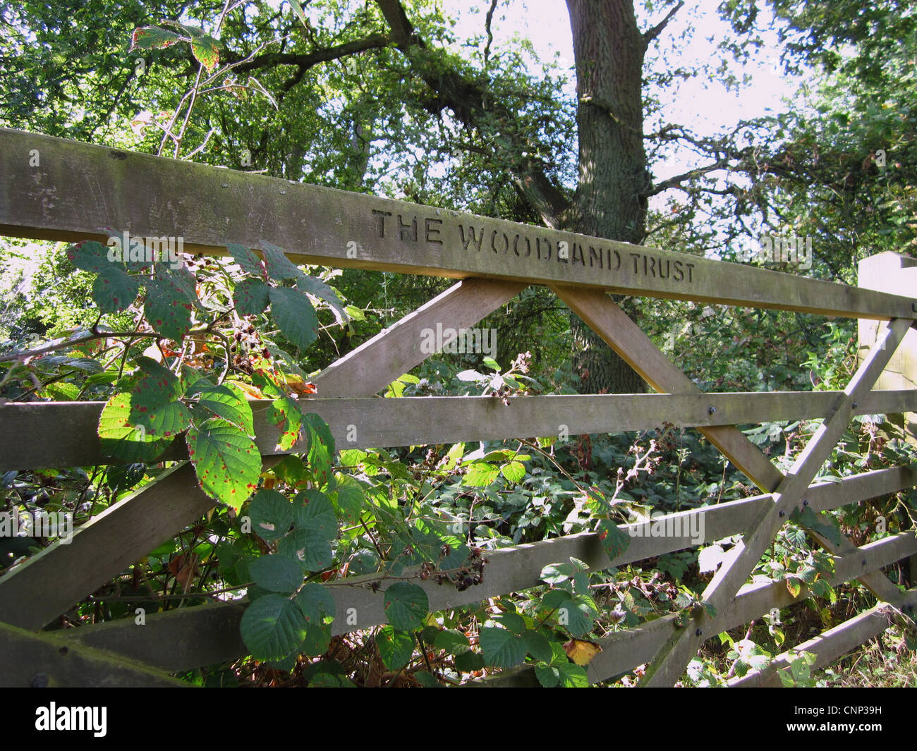 'Le Woodland Trust' signe sur porte en bois, Tring Park, Hertfordshire, Angleterre, octobre Banque D'Images