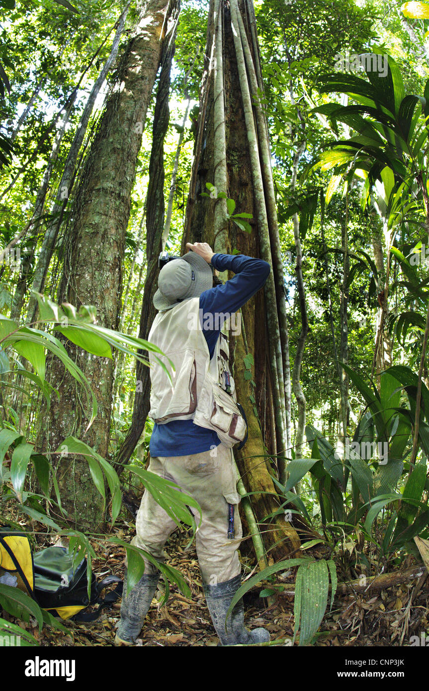 Photographe photographiant Strangler Fig (Ficus sp.) dans la forêt, Madre de Dios, l'Amazonie, Pérou Banque D'Images