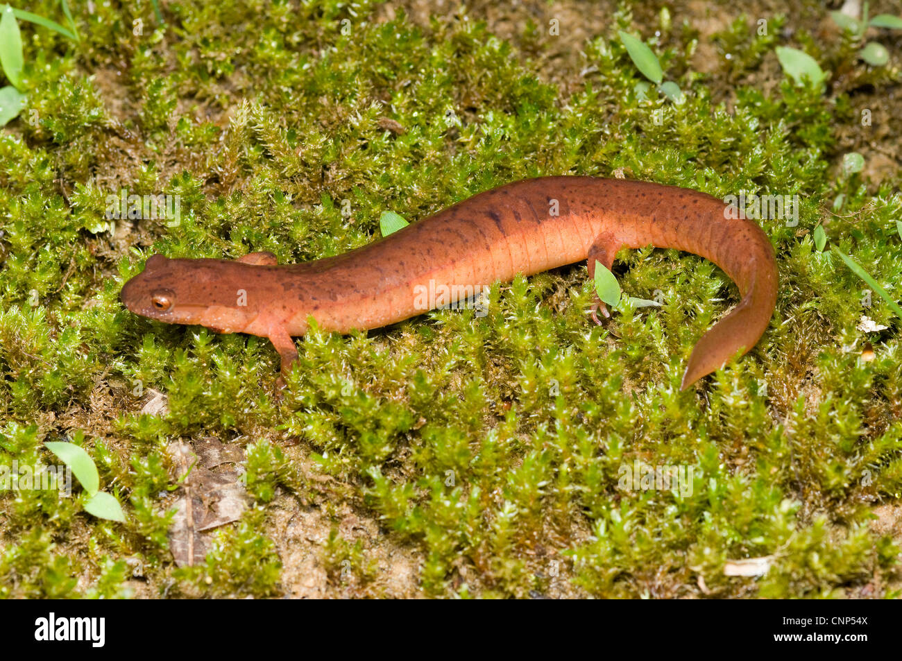 Le nord de la salamandre pourpre (Gyrinophilus porphyriticus) Banque D'Images