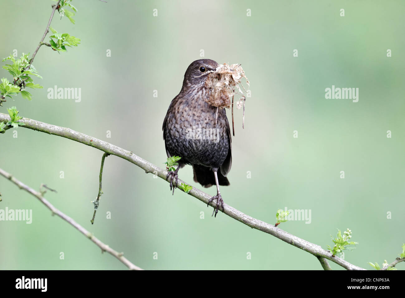 Blackbird, Turdus merula, seule femelle avec matériau, Warwickshire, Avril 2012 Banque D'Images