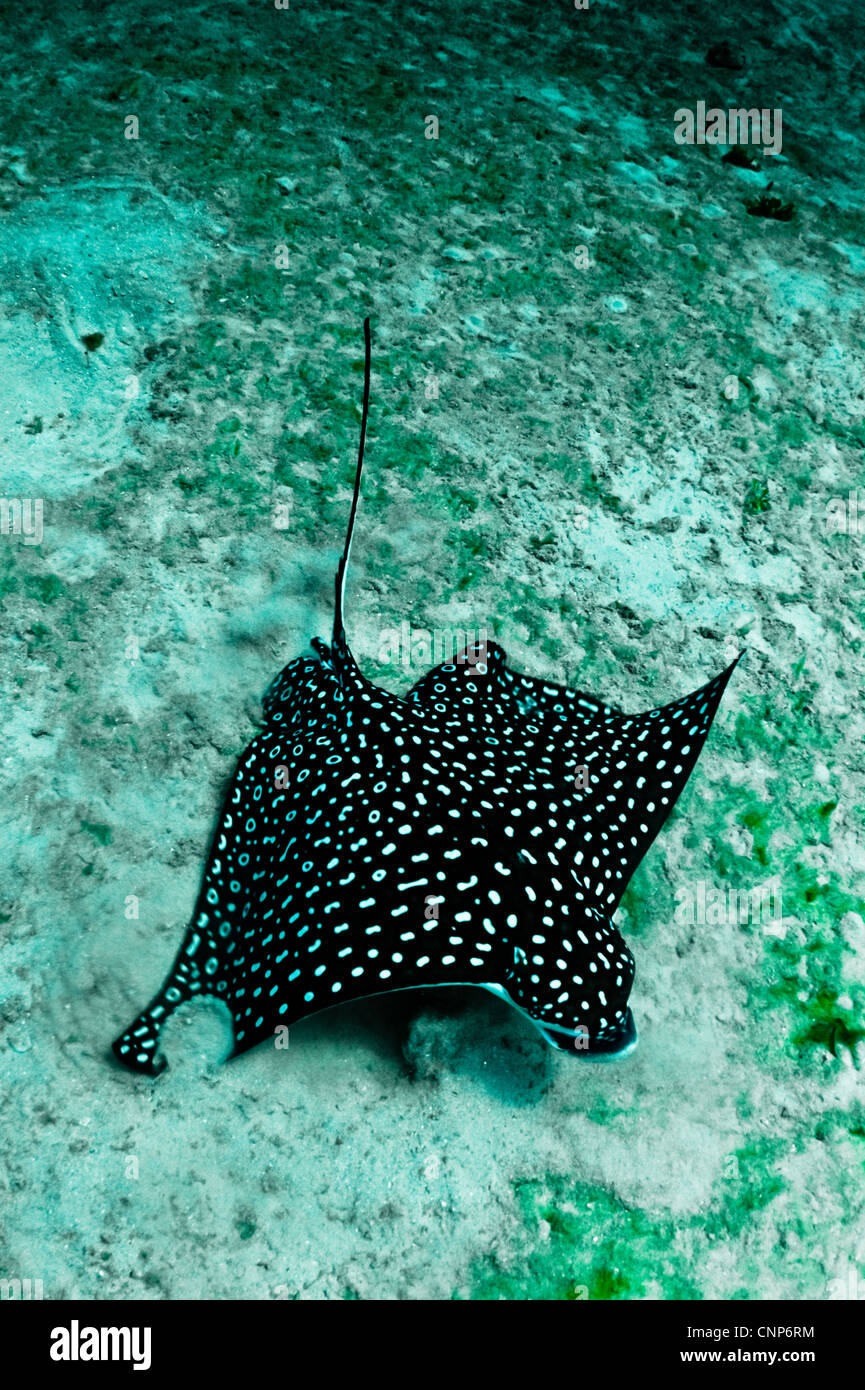 Un grand Spotted Eagle Ray ressemble pour l'alimentation dans le sable. Banque D'Images