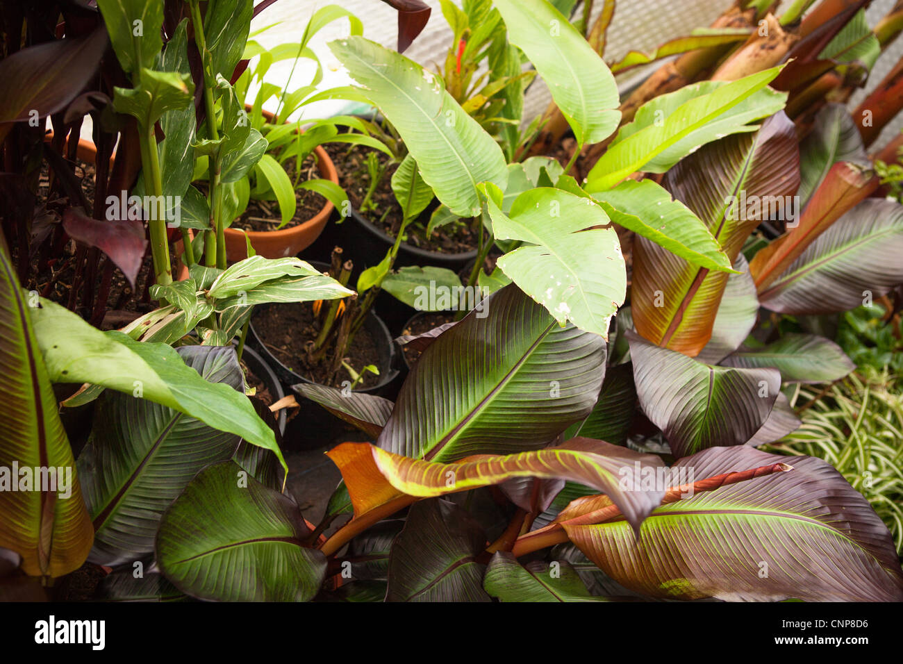 Cannas et de bananiers - Photographies botaniques Banque D'Images