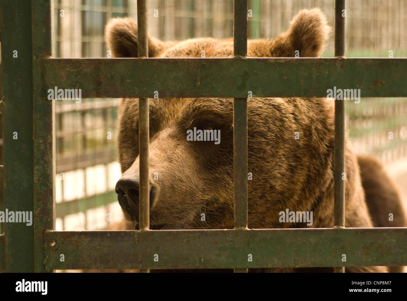 Ours brun (Ursus arctos), Ursidae, en captivité. Abruzzo, Italie Banque D'Images