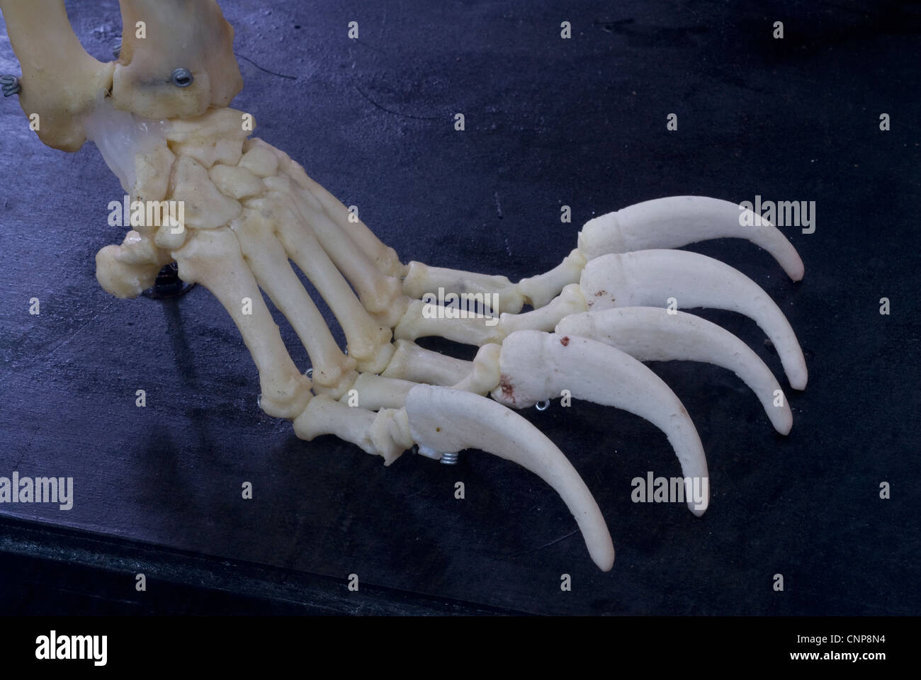 Squelette de l'Ours brun marsicain (Ursus arctos marsicanus) part en musée. Abruzzo, Italie Banque D'Images